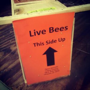Live Bees